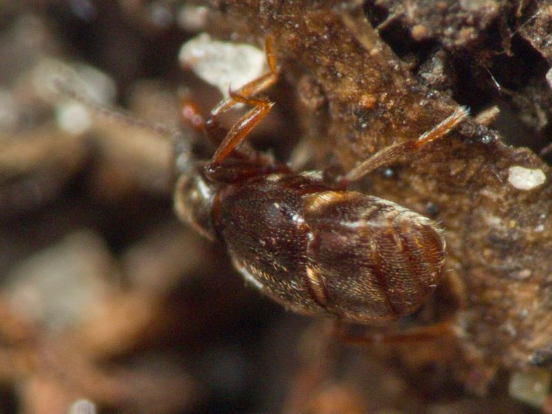 Brachygluta fossulata (Reichenbach, 1816)